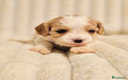 Cavapoo dogs for sale: Adorable Cavapoo Pups fully health tested parents - Image 27