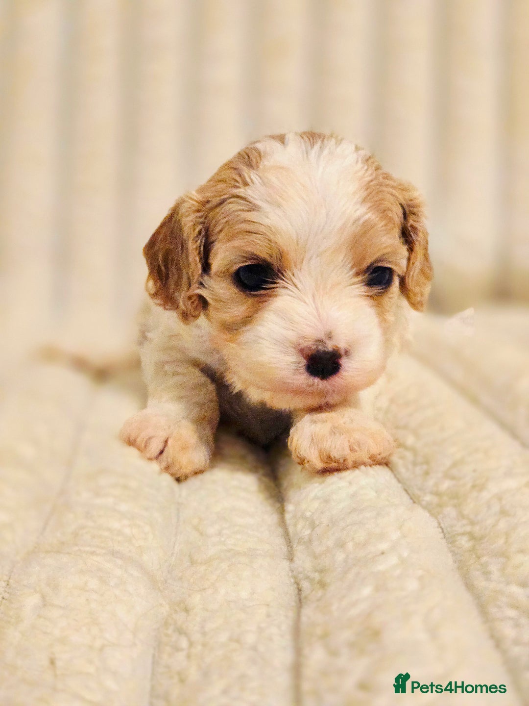 Cavapoo dogs for sale: Adorable Cavapoo Pups fully health tested parents - Image 27