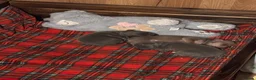 Italian Greyhound dogs for sale: Kc reg Italian greyhound puppies for sale - Advert 8