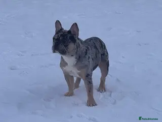 French Bulldog dogs French bulldog for sale £450 - Advert 12