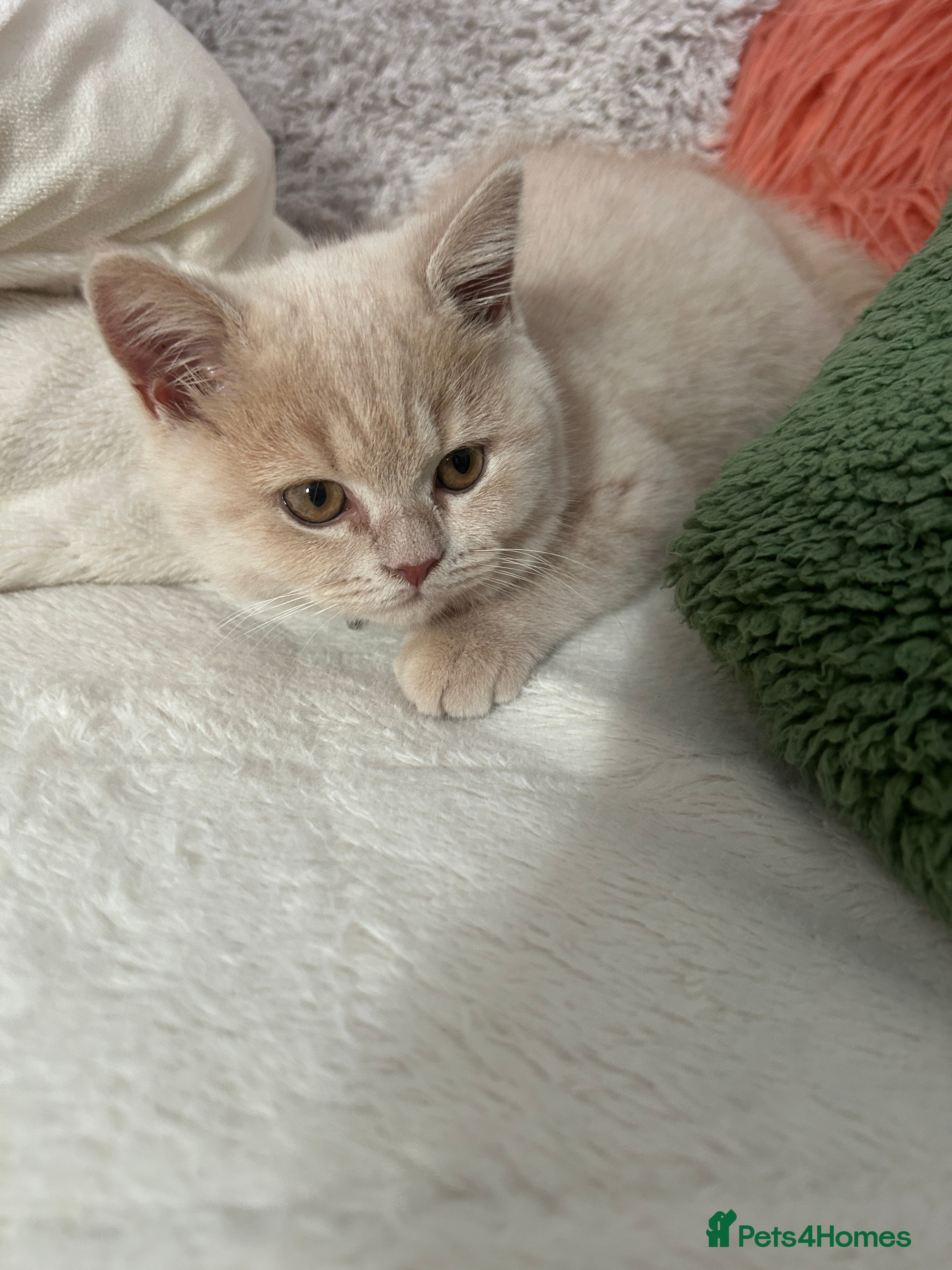 British Shorthair cats British Shorthair kittens – home raised  - Advert 1