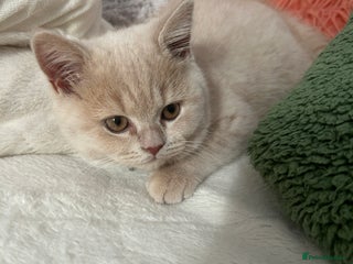 British Shorthair cats British Shorthair kittens – home raised - Advert 1