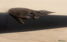 British Shorthair cats for sale: Kitten for sale  - Image 3