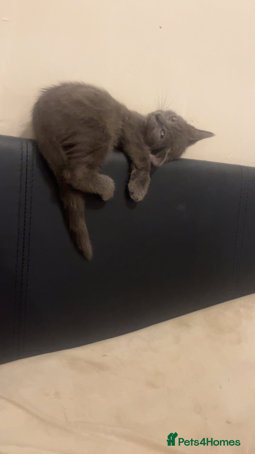 British Shorthair cats for sale: Kitten for sale  - Image 3