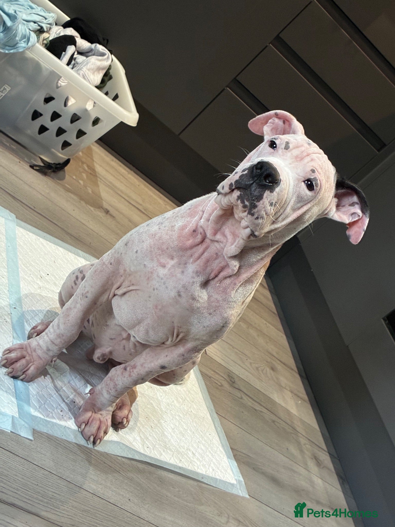 Staffordshire Bull Terrier dogs White Staffy ( Casper)  - Advert 2