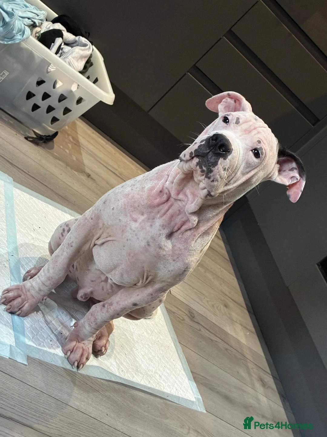 Staffordshire Bull Terrier dogs for sale: White Staffy ( Casper)  in Maidenhead - Advert 1