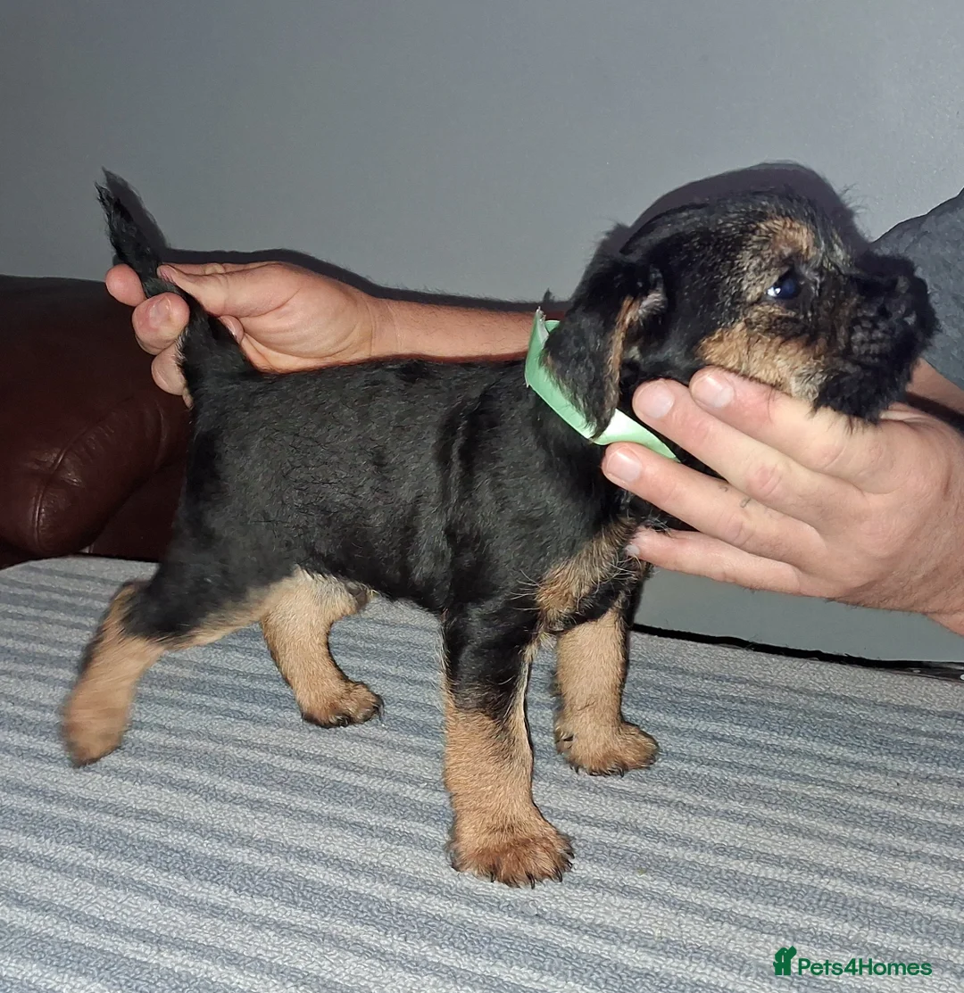 Border Terrier dogs for sale: Kc Reg Border Terrier Puppies  - Advert 9