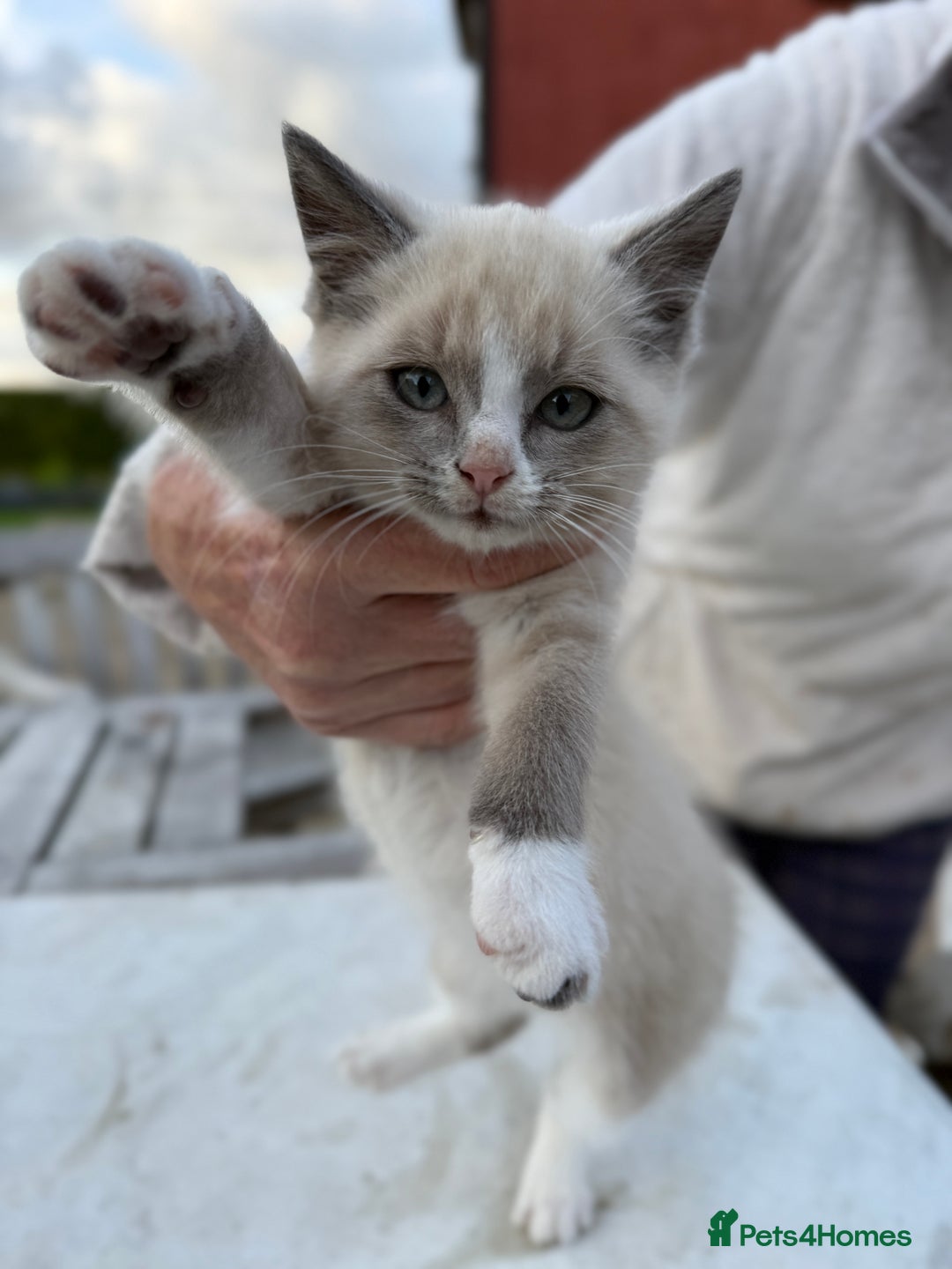British Shorthair cats for sale: Adorable kittens looking for home  - Image 4