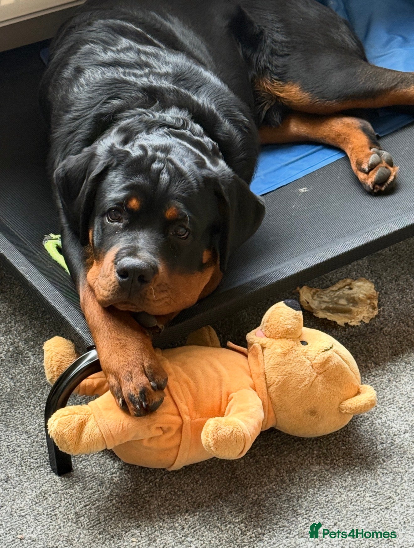 Rottweiler dogs KC Reg 10 month Rottweiler Gorgeous Boy - Advert 2