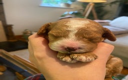 Cavapoochon dogs for sale: 🐾 Adorable F1b Cavapoochon Puppies- Ready Soon!🐾 - Image 9
