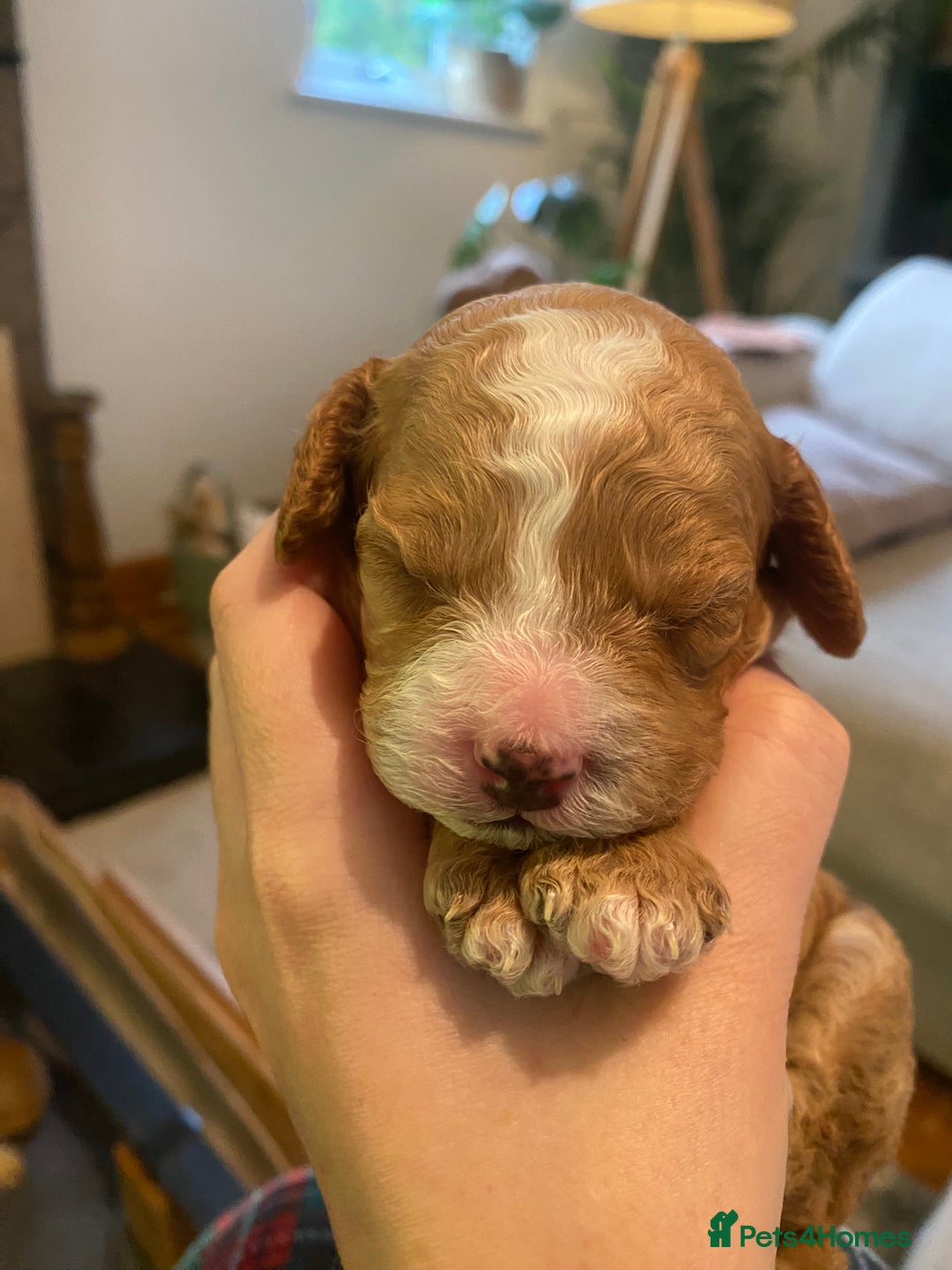 Cavapoochon dogs for sale: 🐾 Adorable F1b Cavapoochon Puppies- Ready Soon!🐾 - Image 9