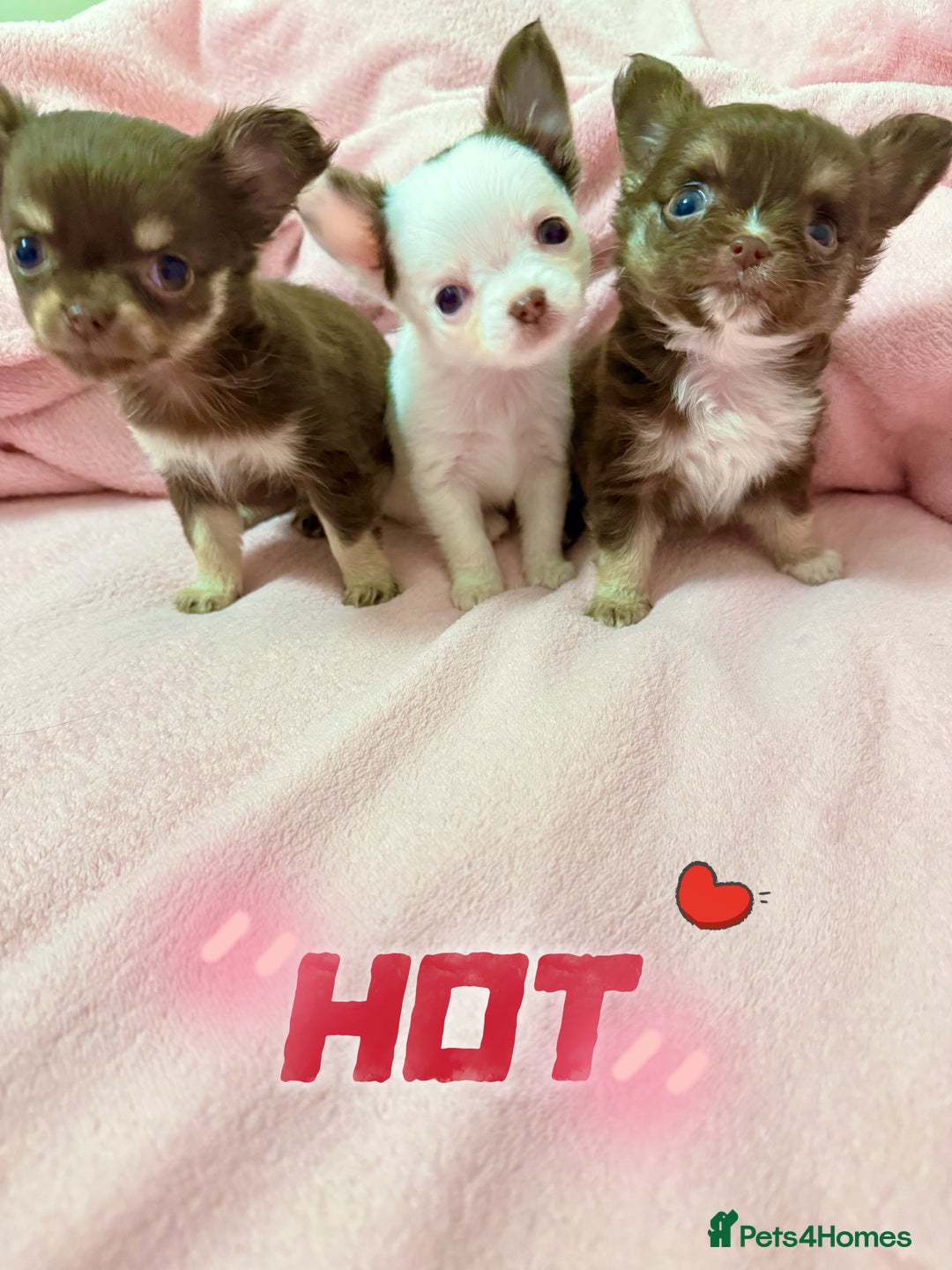 Chihuahua dogs for sale: 🔥 Adorable long-haired Chihuahua puppies for sale - Image 25