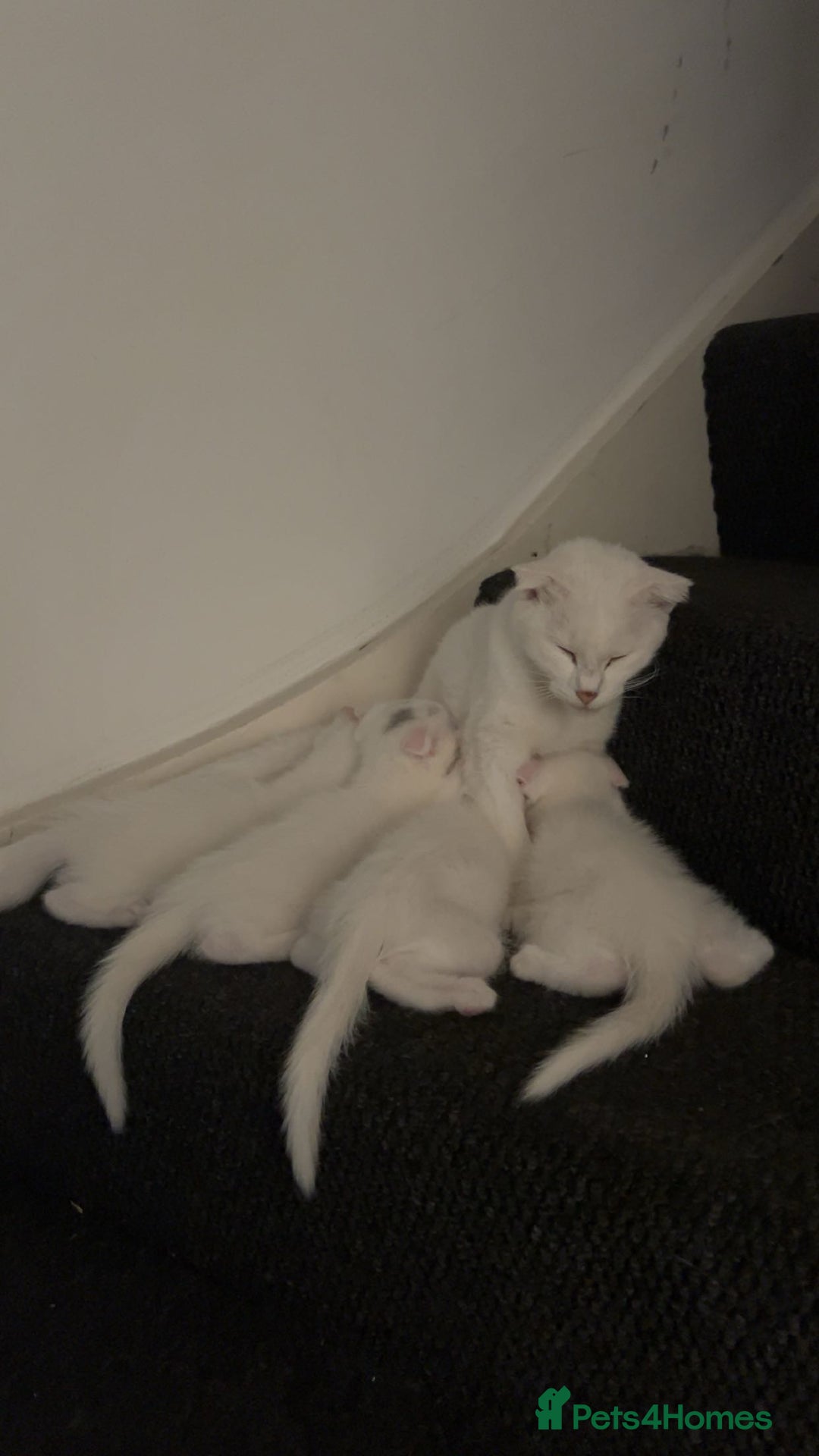 Scottish Fold cats for sale: 3 Scottish folds and 1 Scottish straight - Image 9