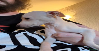 Italian Greyhound dogs - Advert 1