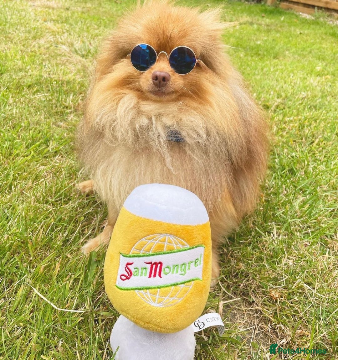 Pomeranian dogs for stud: Cobee (PROVEN)  ( STUD ONLY ) (PRODUCING MERLES)   in Liverpool - Advert 16