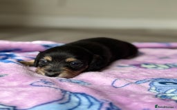 Miniature Dachshund dogs for sale: Long haired miniature dachshunds  - Image 13