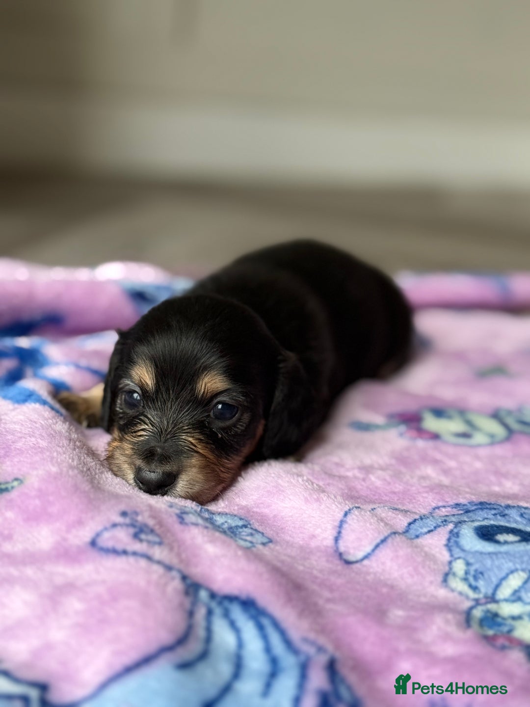 Miniature Dachshund dogs for sale: Long haired miniature dachshunds  - Image 13