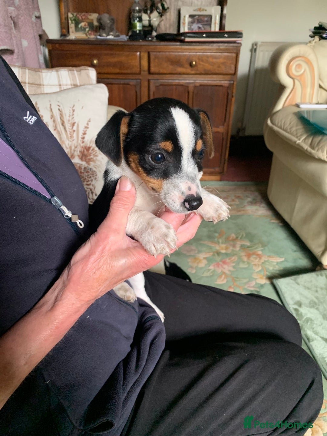 Jack Russell dogs for sale: Miniature jack russel puppies - Image 5