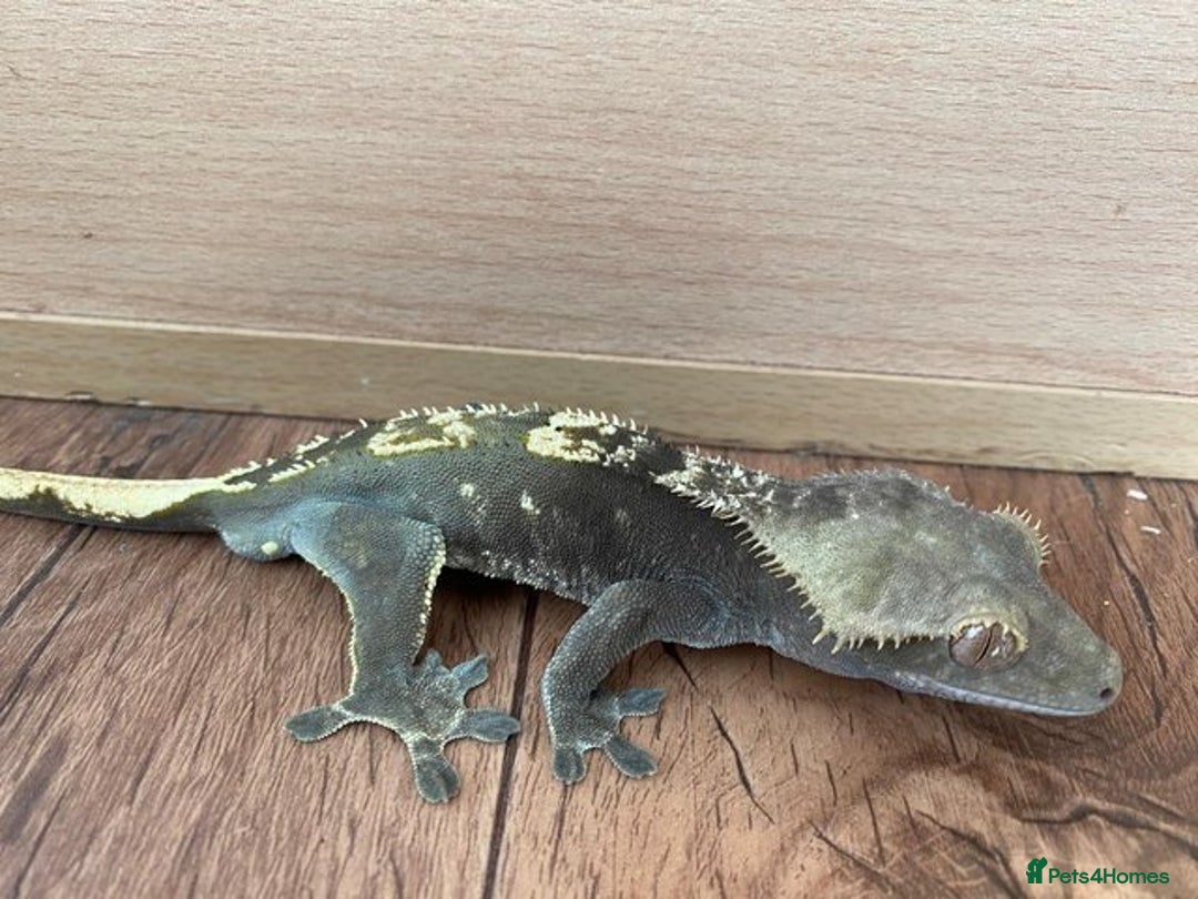 Gecko reptiles for sale: Anxanthic crested gecko - Advert 2