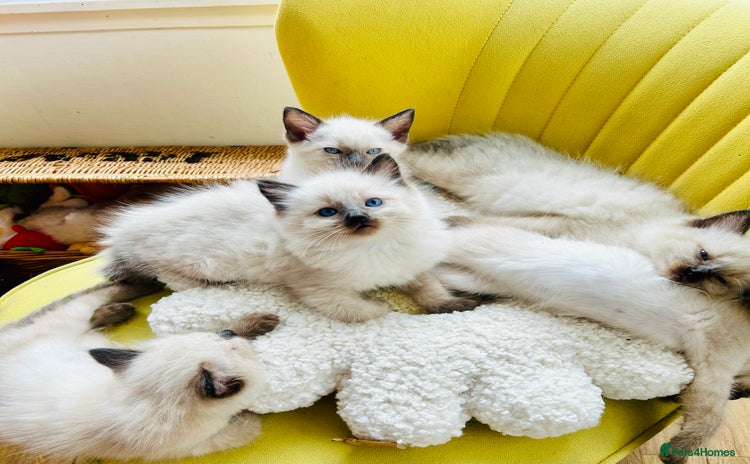 Ragdoll cats - Advert 3