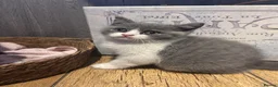 British Shorthair cats for sale: Beautiful kitten 💖 - Advert 6