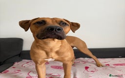 Bullmastiff dogs for sale: Energetic pup! - Image 3