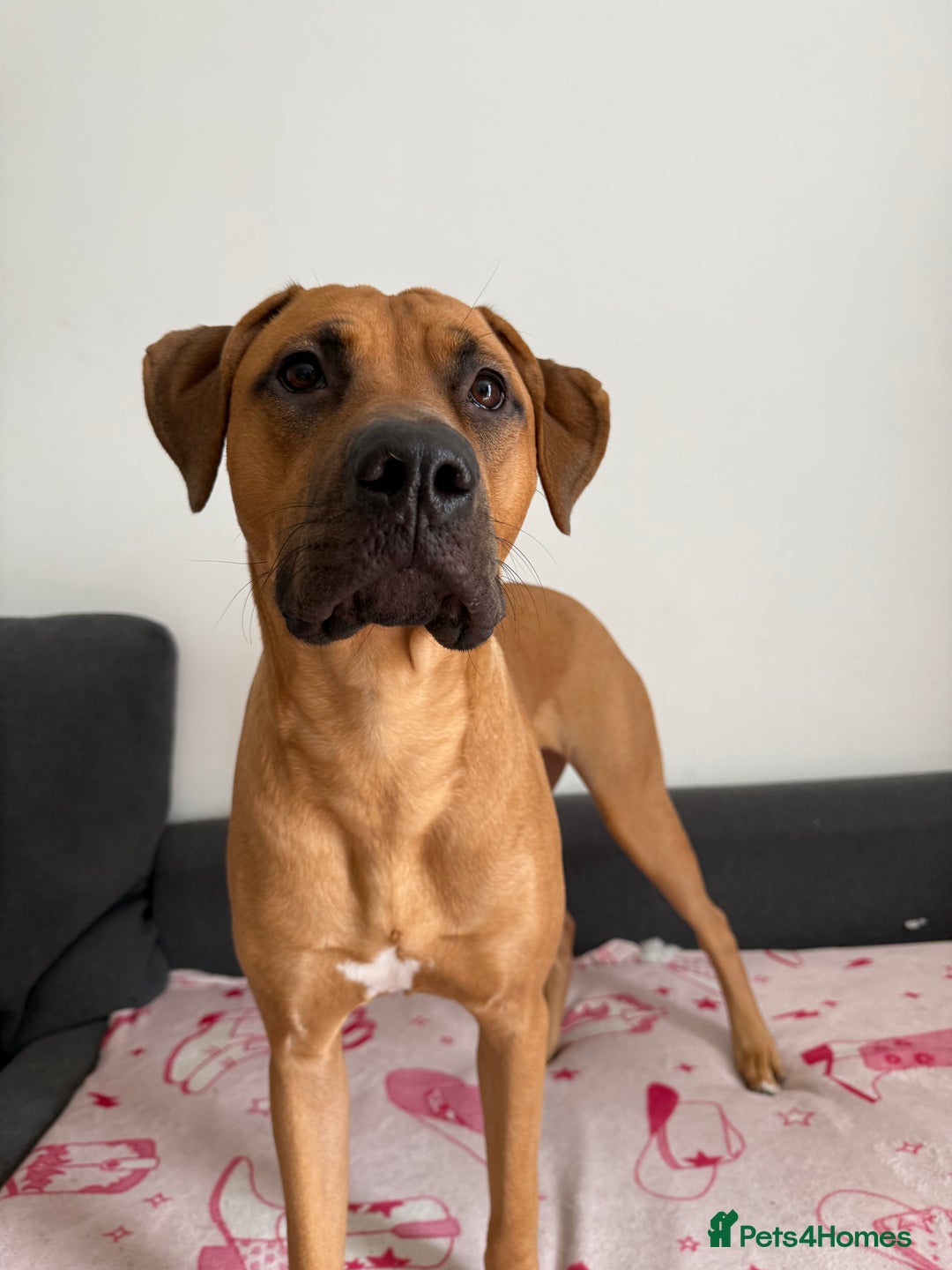 Bullmastiff dogs for sale: Energetic pup! - Image 3