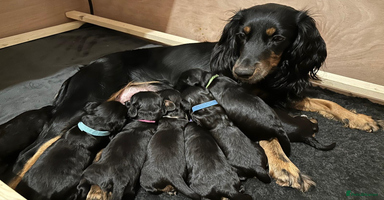 Cockapoo dogs •F1B Cockapoo Pups - Black & Tan - Ready 19th Dec• - Advert 9