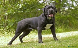 Cane Corso dogs for sale: Cane corso  - Image 3