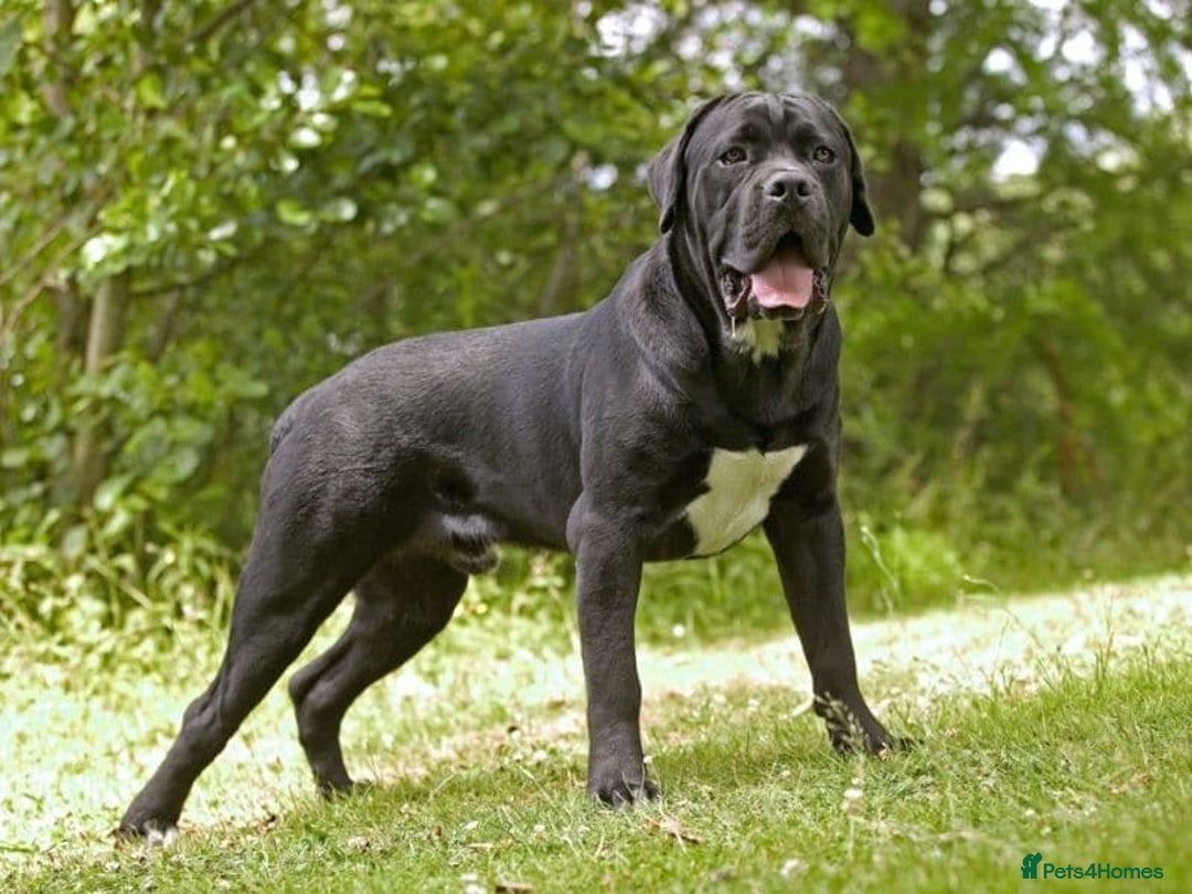 Cane Corso dogs for sale: Cane corso  - Image 3