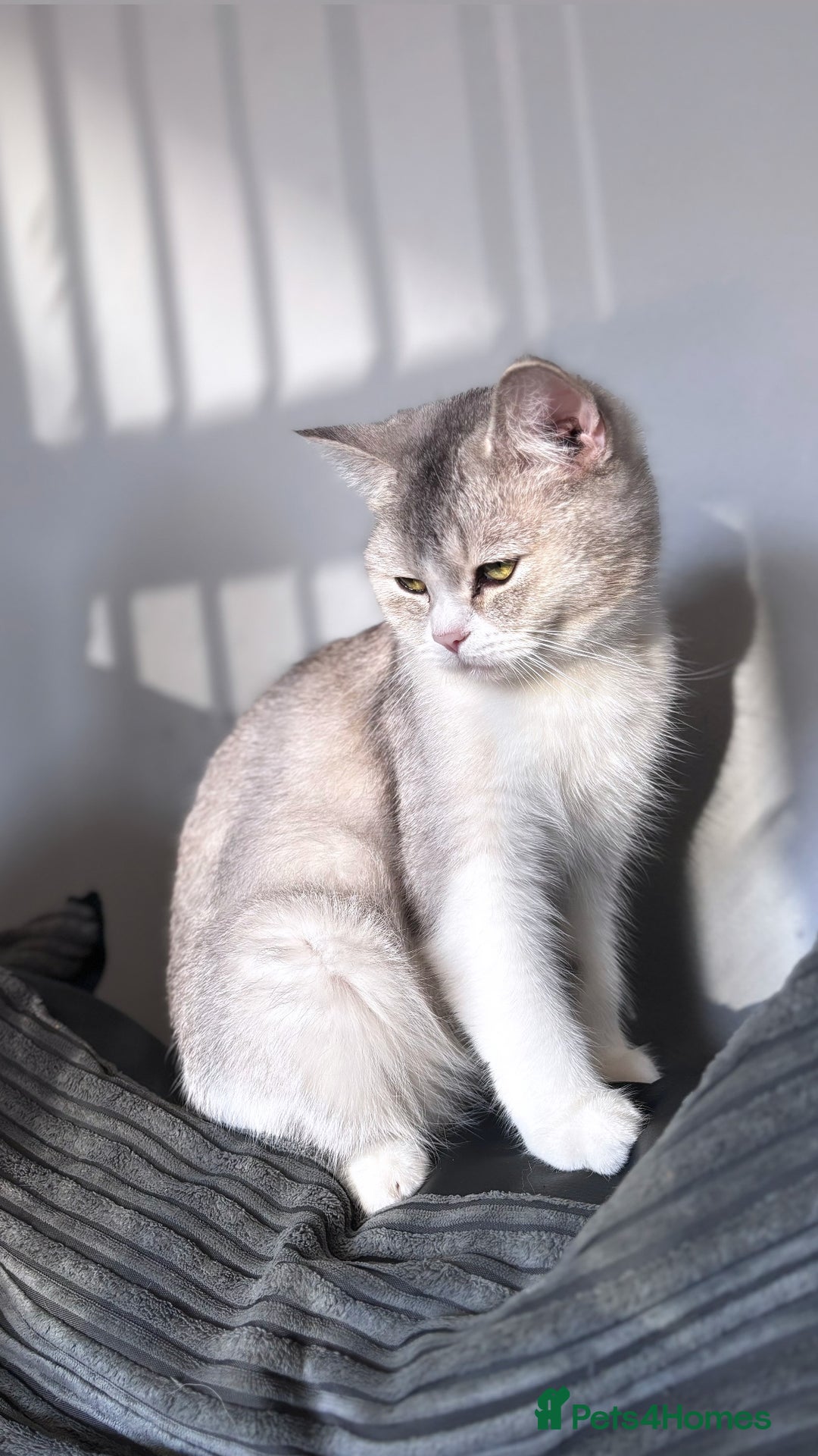 British Shorthair cats for sale: Two female British shorthairs - Image 2