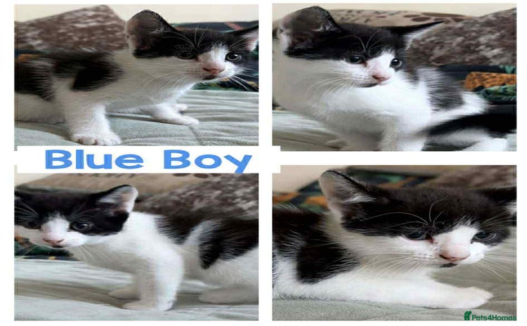Mixed Breed cats - Advert 1