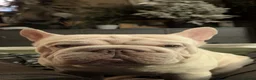 French Bulldog dogs for sale: EXCEPTIONAL LITTER OF FRENCH BULLDOG PUPPIES - Advert 2