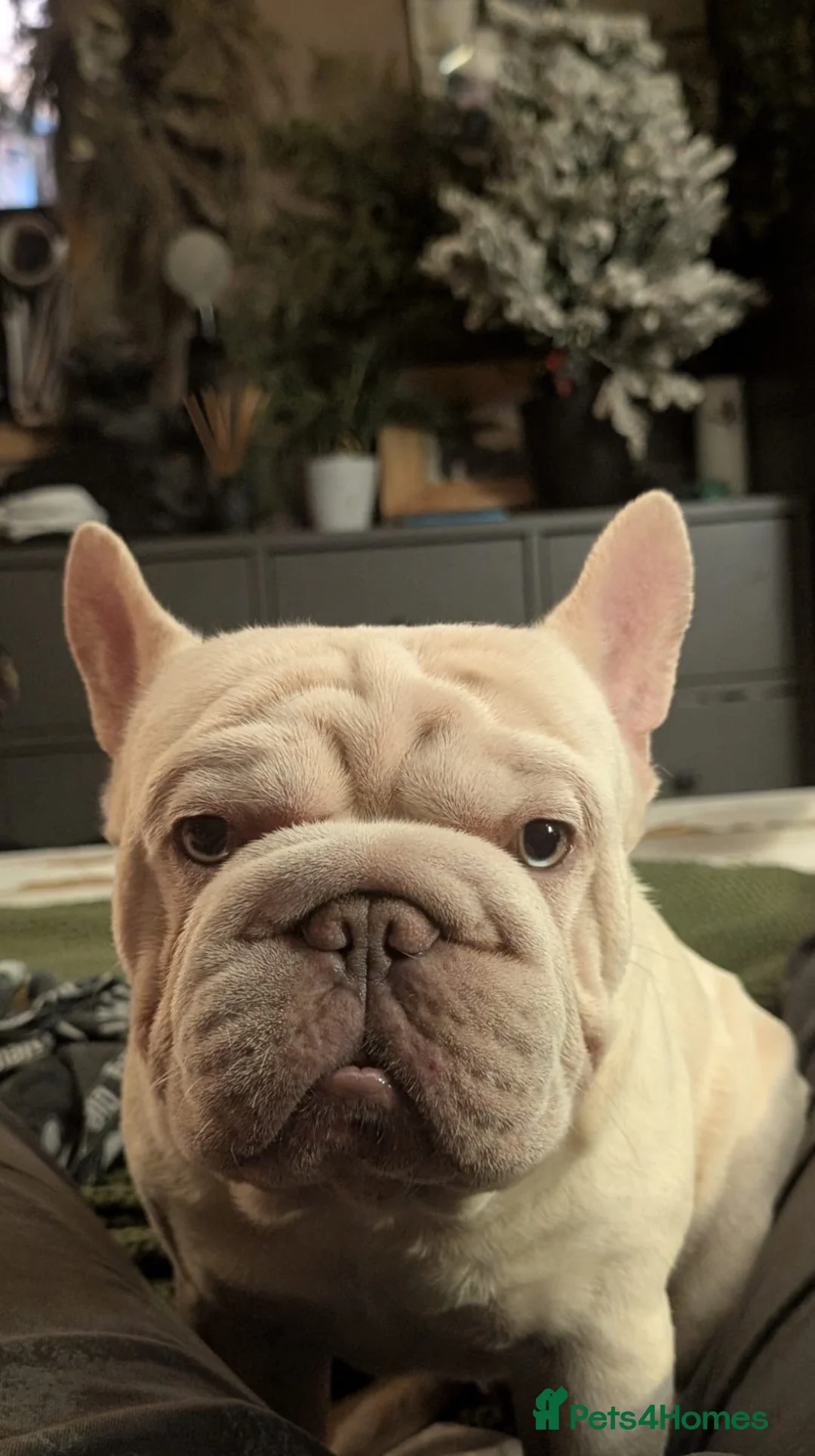 French Bulldog dogs for sale: EXCEPTIONAL LITTER OF FRENCH BULLDOG PUPPIES - Advert 2
