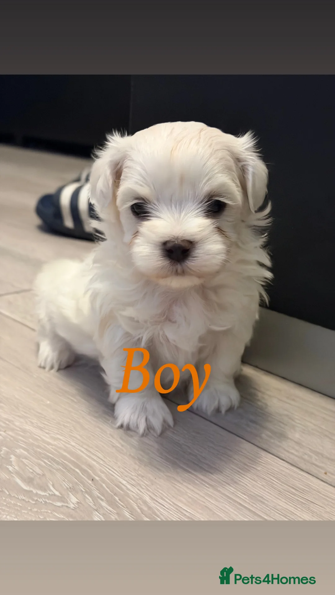 Maltese dogs for sale: Korean maltase puppies for sale  - Advert 7