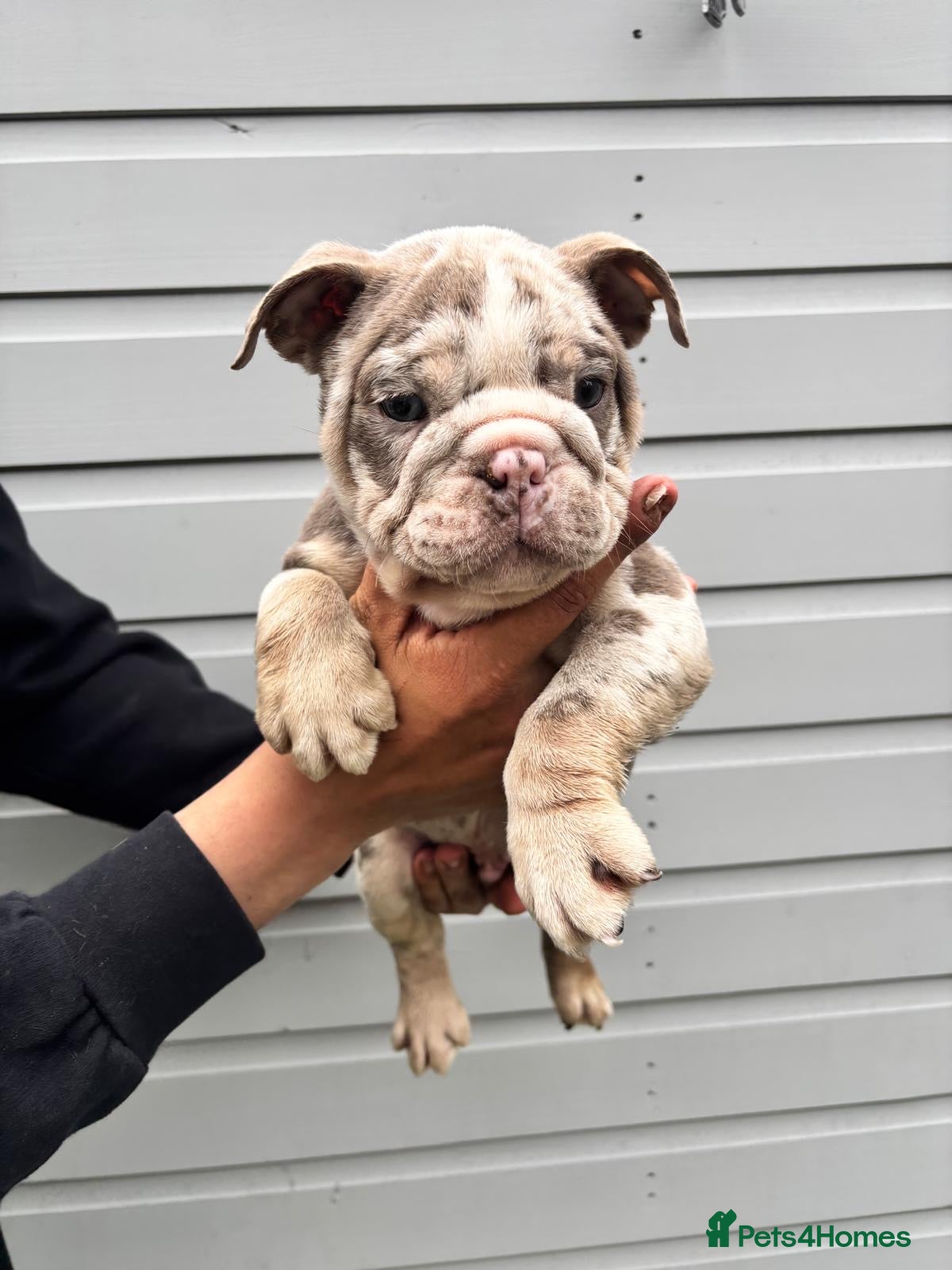 English Bulldog dogs for sale:  English Bulldogs DWKC 🧬🏆 Final reduction! - Advert 15