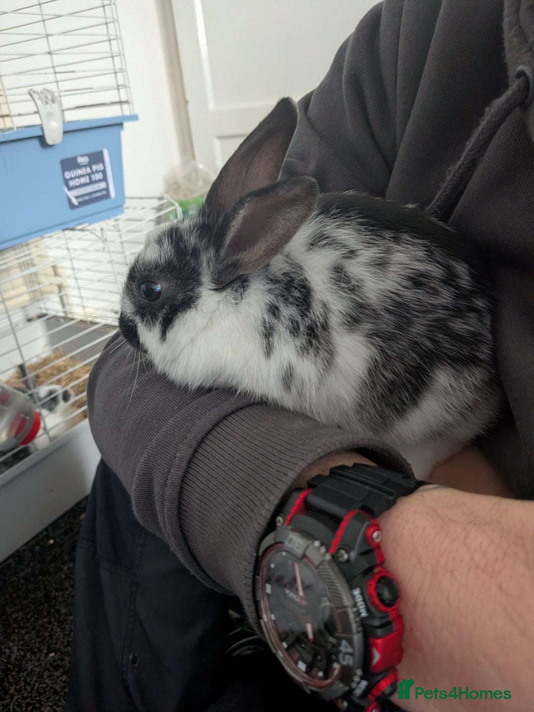 Mixed Breed rabbits for sale: Baby rabbits  - Advert 5