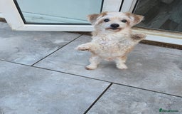 Chipoo dogs for sale: Little Old Ted - Image 2