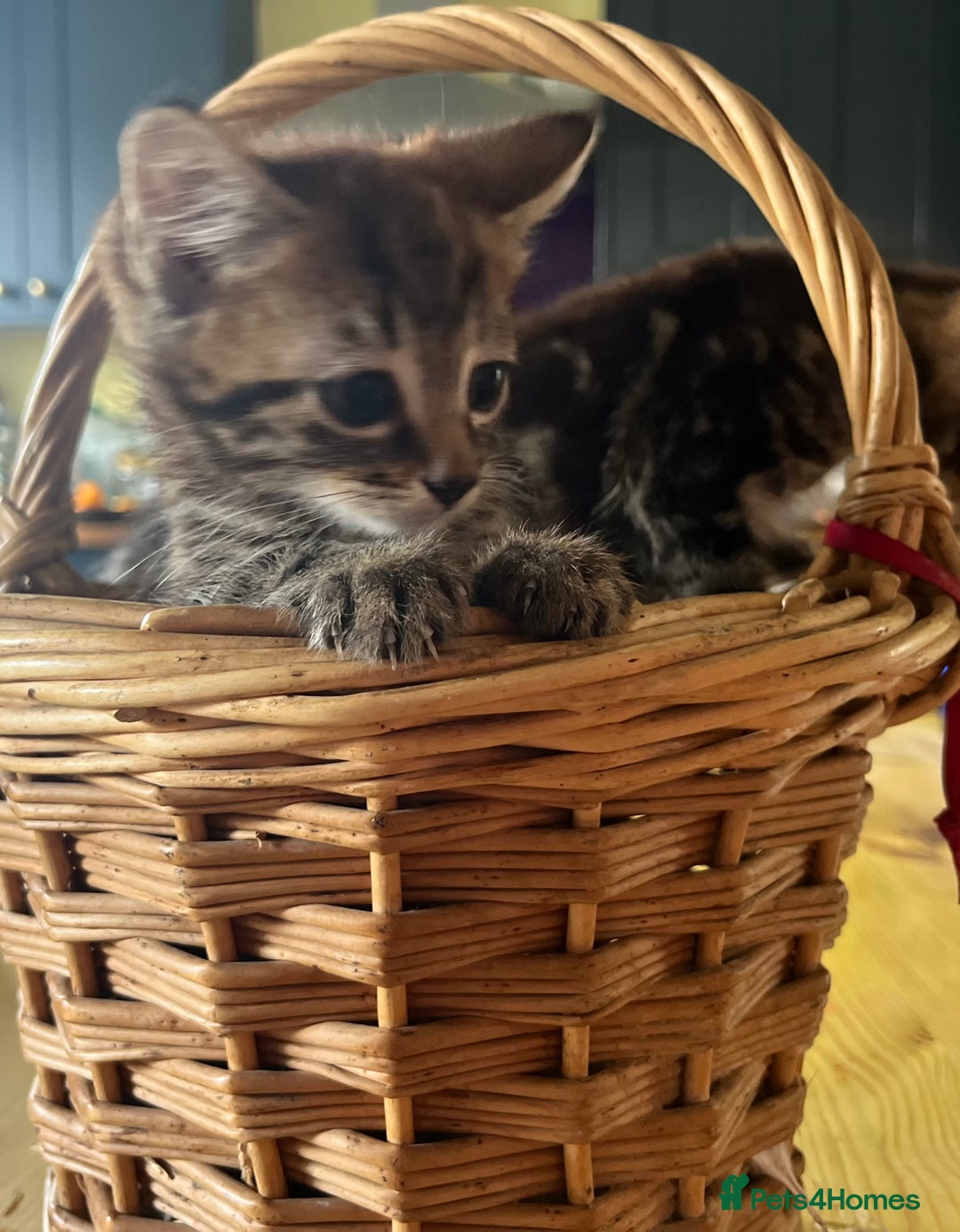 Mixed Breed cats for sale: Male mixed breed kittens - Image 4