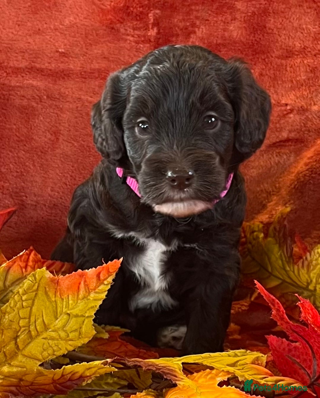 Cockapoo dogs for sale: Stunning F1 Cockapoos  - Advert 4