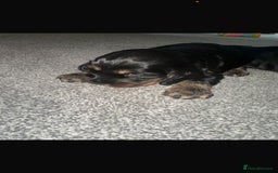 Cocker Spaniel dogs for sale: 2 boy cocker spaniel puppies  - Image 7