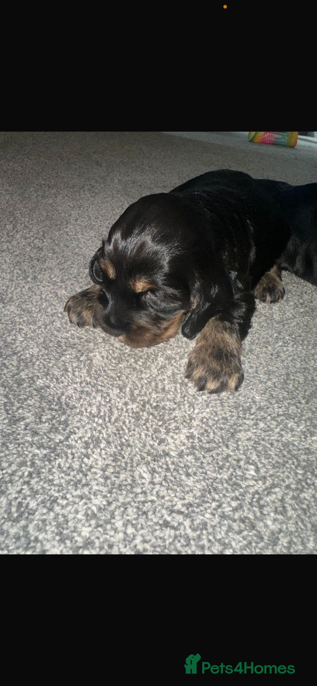 Cocker Spaniel dogs for sale: 2 boy cocker spaniel puppies  - Image 7