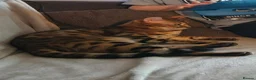 Bengal cats for sale: A very special home wanted for Astrid in Salford - Advert 5