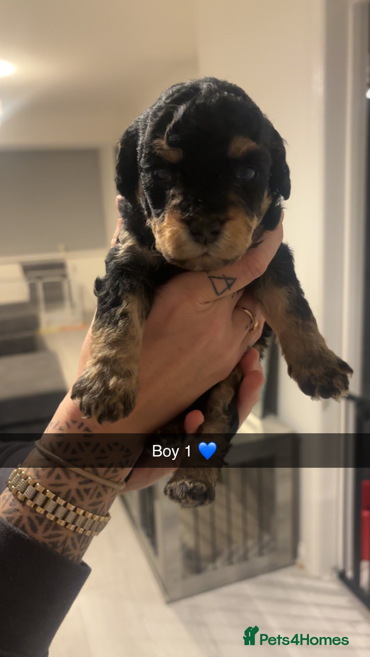 Labradoodle dogs Miniature labradoodles F1B for sale PHANTOM - Advert 5