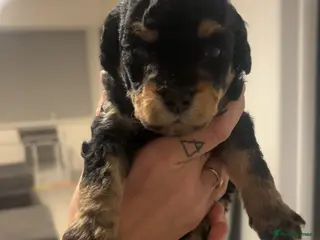 Labradoodle dogs Miniature labradoodles F1B for sale PHANTOM - Advert 5