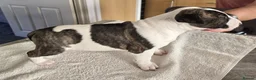 English Bull Terrier dogs for sale: Stunning English bull terrier puppies  - Advert 26