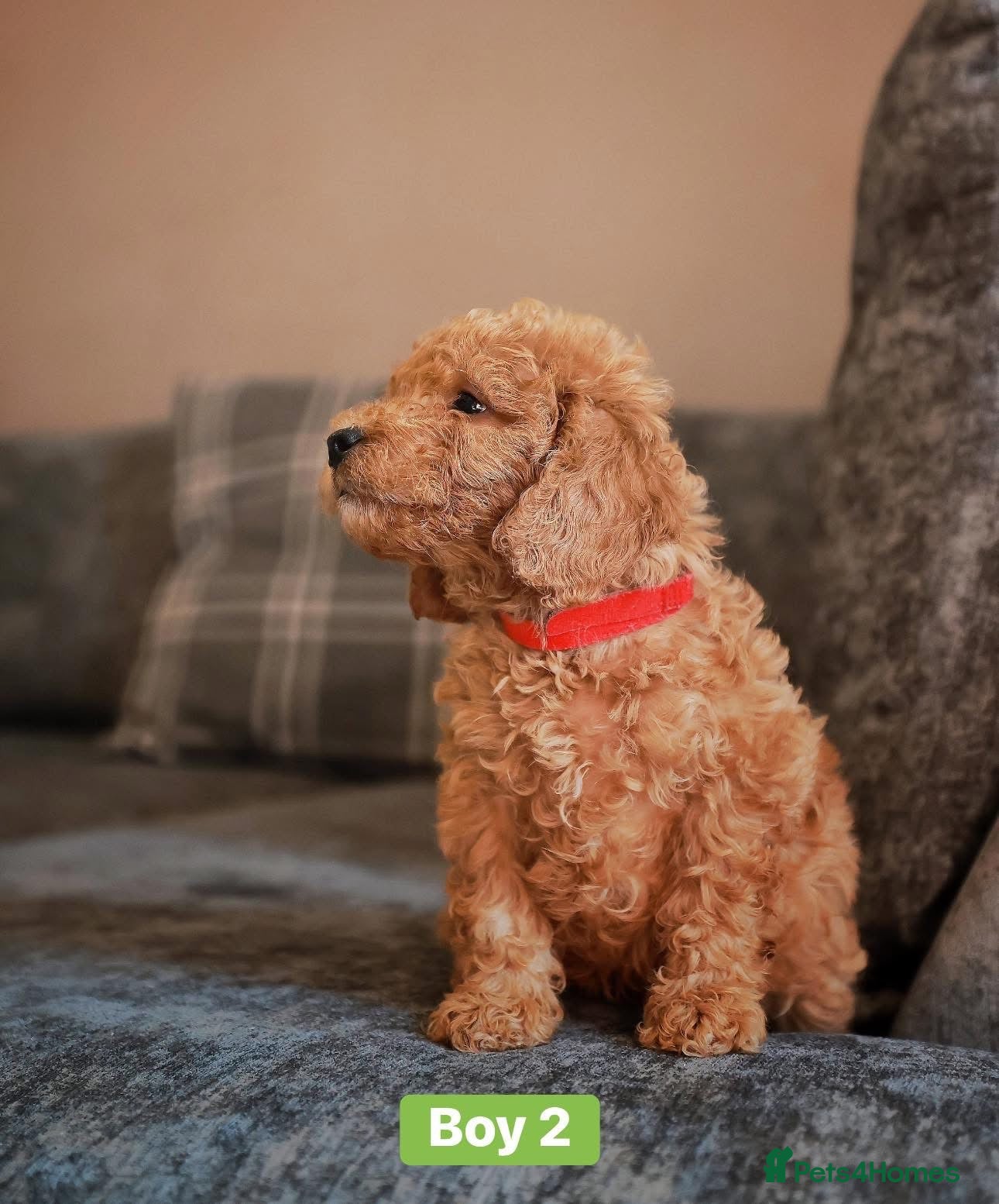Cockapoo dogs for sale: F1B Toy Cockapoos for sale in Alexandria - Advert 12