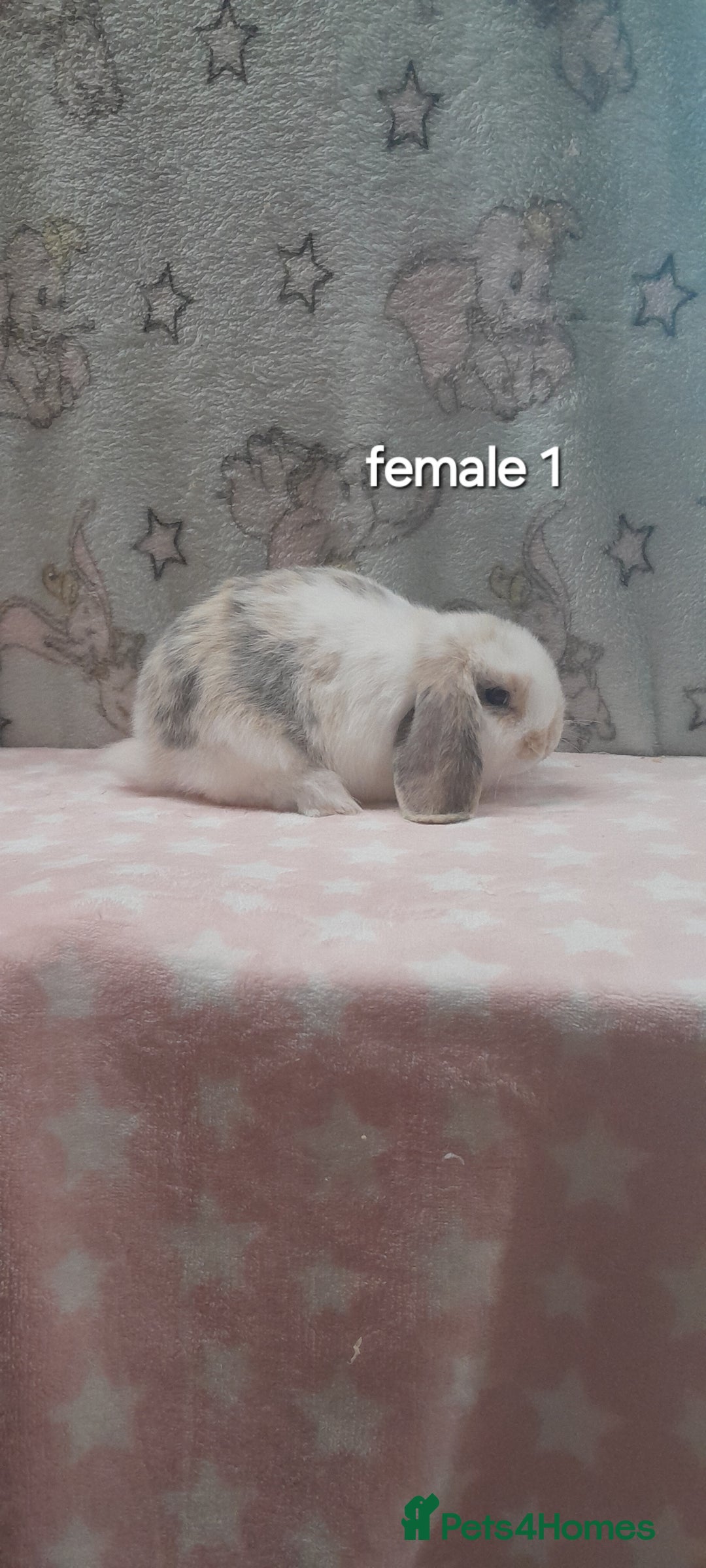 Mini Lop rabbits for sale: Stunning pure breed mini lops - Image 2