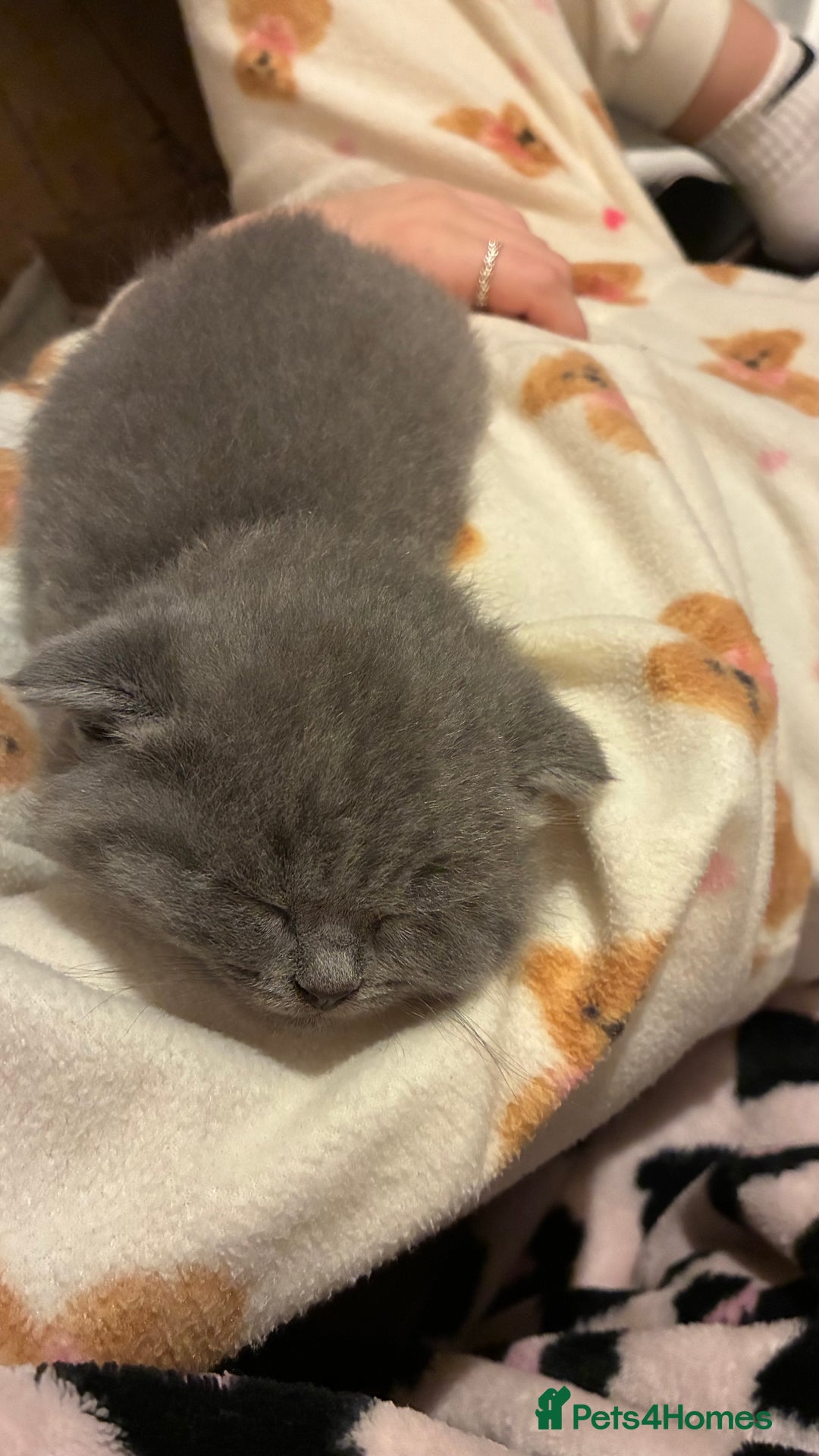 Scottish Fold cats for sale: 6 beautiful Scottish fold kittens - Advert 8