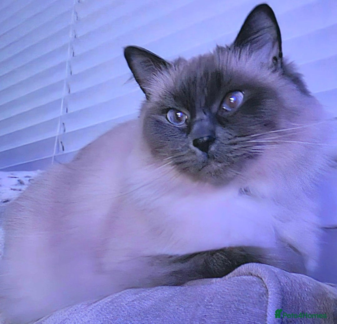 Ragdoll cats for sale: Blue Point Ragdoll Kittens for sale   - Image 20
